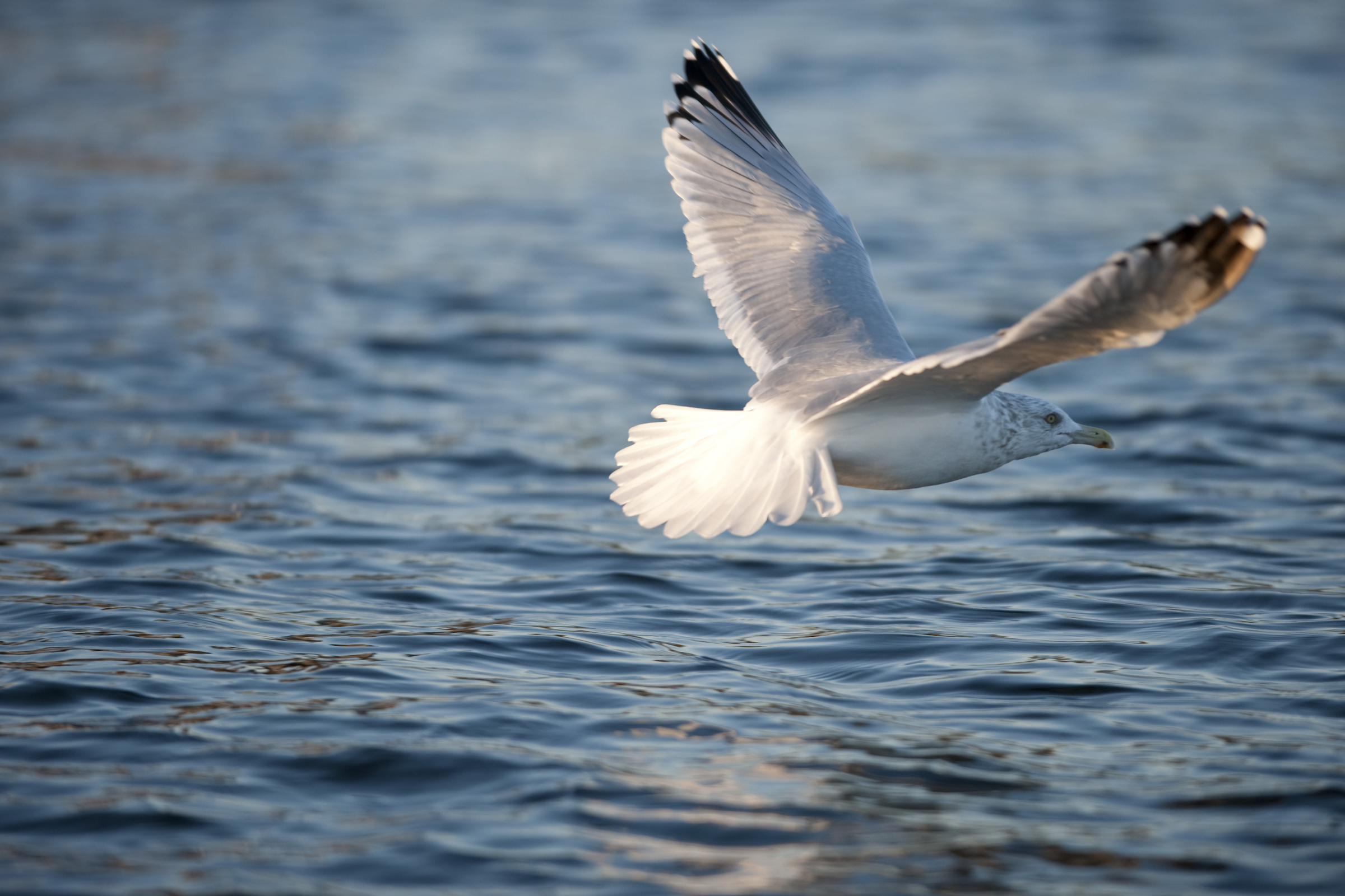 seagull flying over water