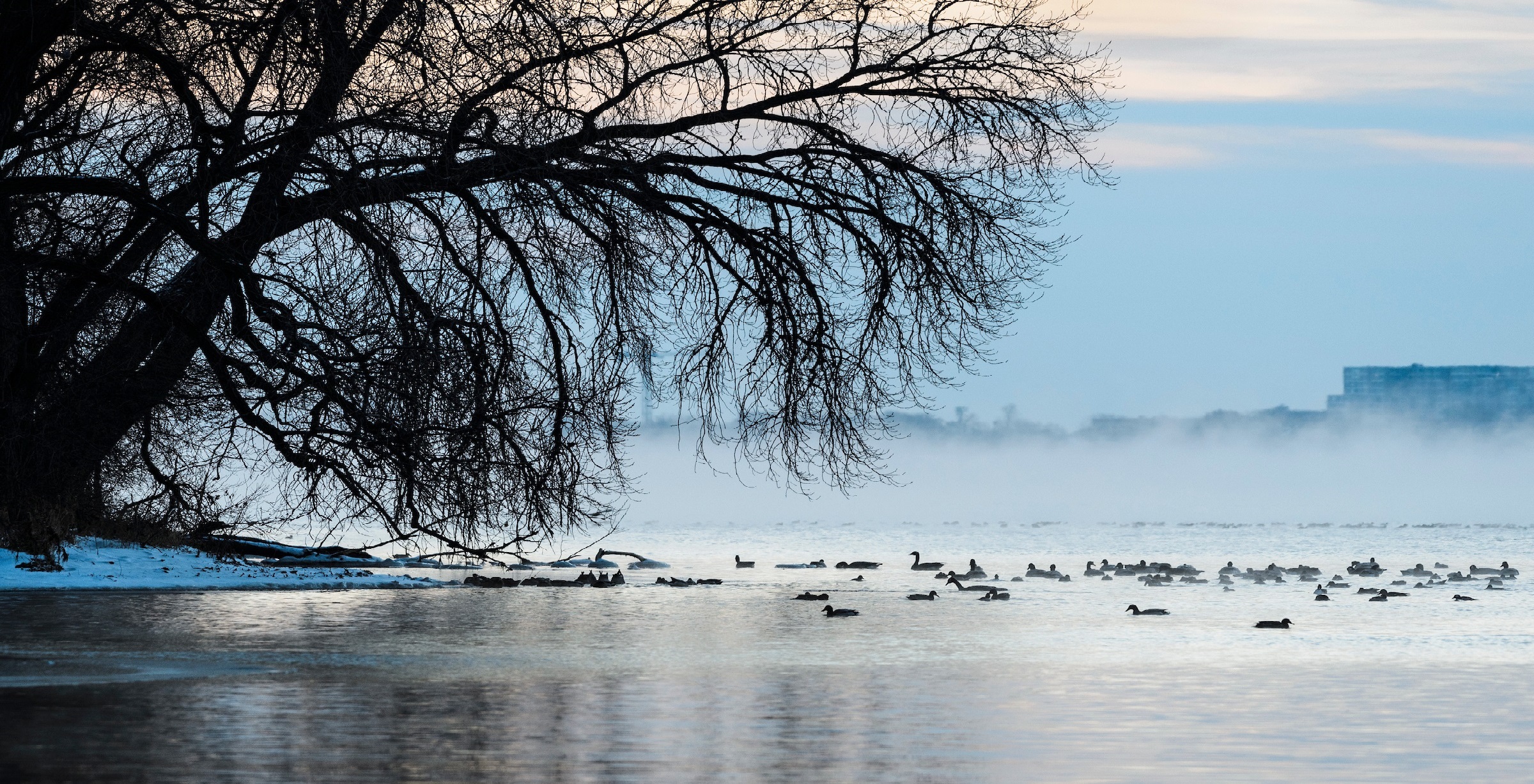 waterfowl swim in the mist