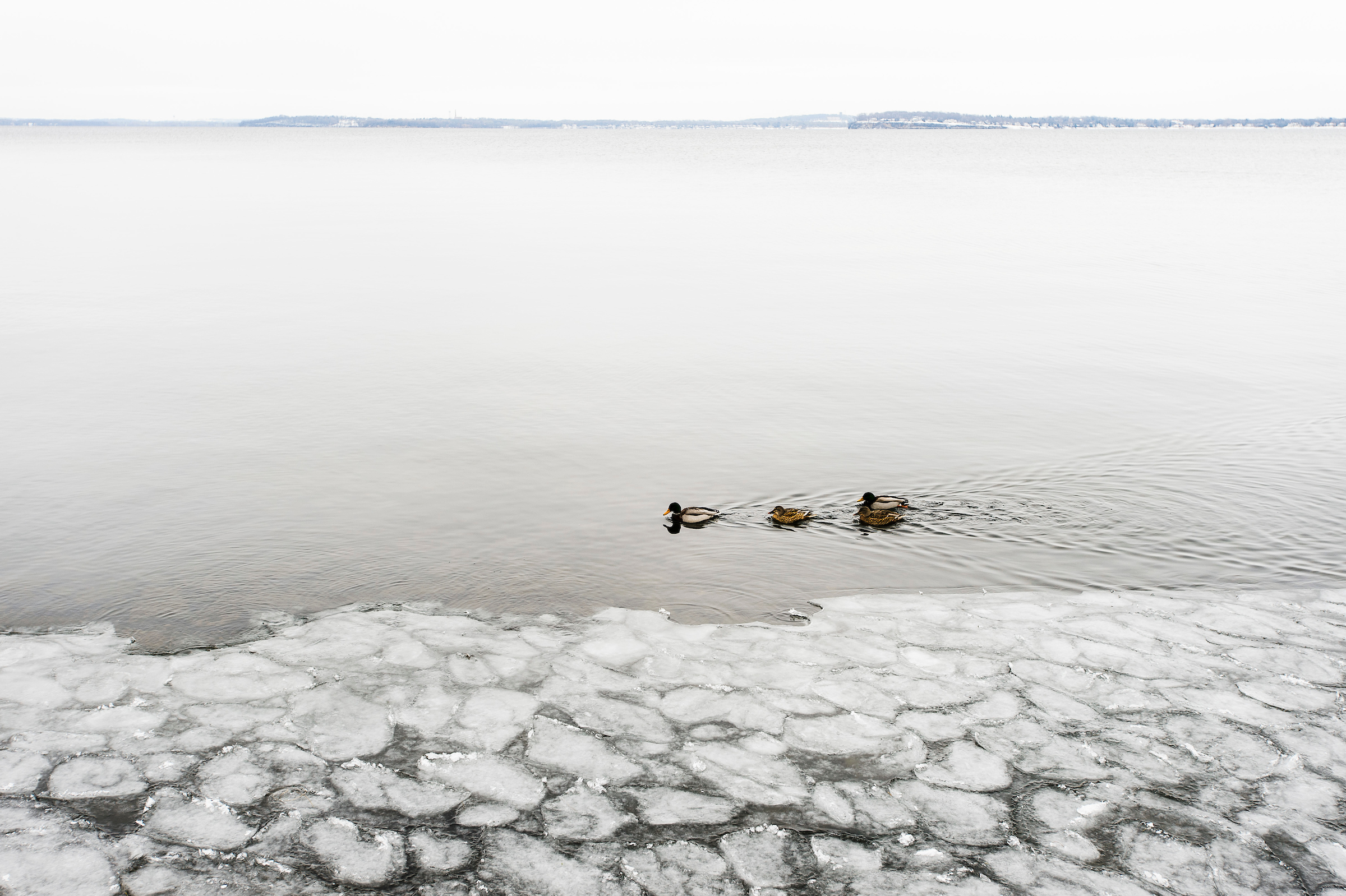 mallards swimming in an icy lake
