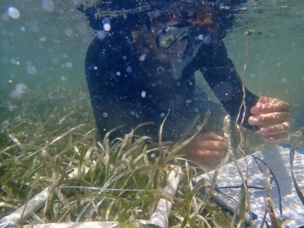 Peter counting seagrass.